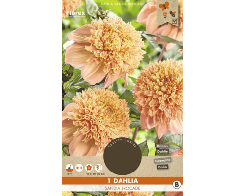 Jiřinka Sandia Brocade, cibulka