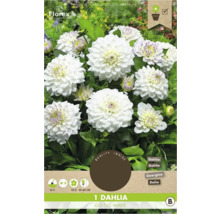 Jiřinka Go Go White, cibule