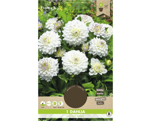 Jiřinka Go Go White, cibule