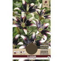 Balení dvou lilií odrůdy Netty's Pride