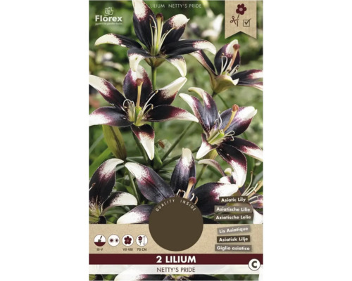 Balení dvou lilií odrůdy Netty's Pride