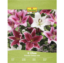 Balení lilií Orientální Deluxe směs