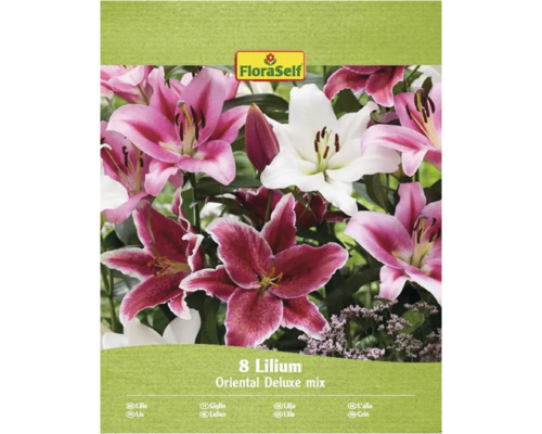 Cibulovina FloraSelf Orientální lilie 'Oriental Dream Mix' 8 kusů Balení lilií Orientální Deluxe směs