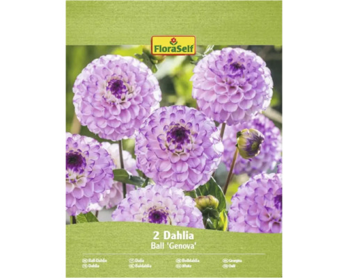Květinová cibulka FloraSelf pompom dahlia 'Genova' 2 kusy Balení dvou kulových dahlií odrůdy 'Genova'.