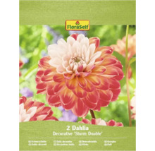 Balení dvou okrasných jiřinek Sturm Double