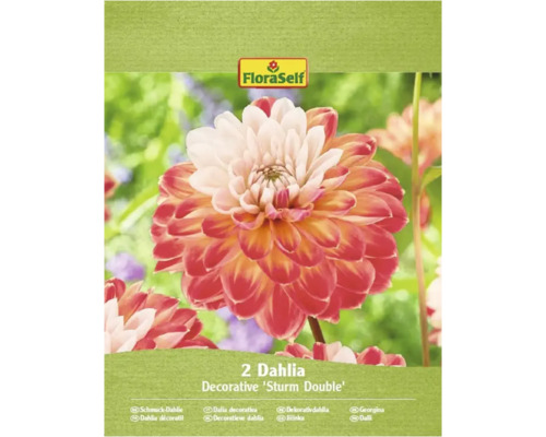 Balení dvou okrasných jiřinek Sturm Double