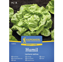 Semena hlávkového salátu Kiepenkerl Humil