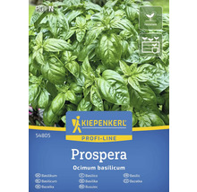 Kiepenkerl Prospera rostlina bazalky