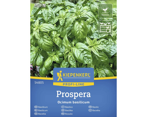 Kiepenkerl Prospera rostlina bazalky