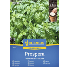 Balíček rostlin bazalky Kiepenkerl Prospera s pěti rostlinami