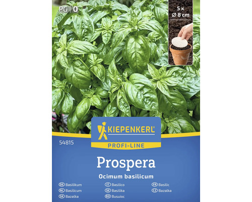 Balíček rostlin bazalky Kiepenkerl Prospera s pěti rostlinami