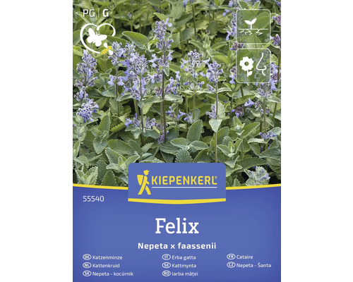 Kiepenkerl Felix Šanta, Nepeta x faassenii