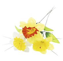 Květy narcisů s listy