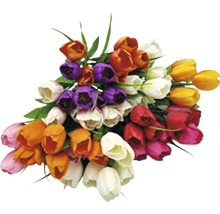 Kytice barevných tulipánů