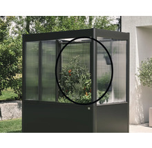 Malý skleník s rostlinou rajčete na zahradě