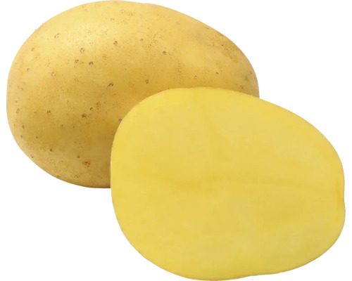Celá a půlka brambory