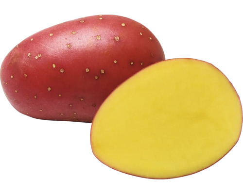 Červená brambora, rozkrojená
