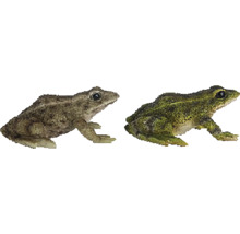 Dva skokani hnědí v profilu