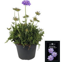 Škarda strakatá 'Butterfly Blue' v květináči