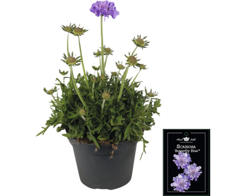 Škarda strakatá 'Butterfly Blue' v květináči