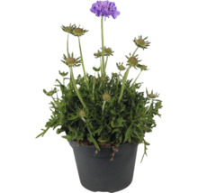 Hlízník v květináči