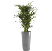 Palma Areka ve vysokém šedém květináči značky Ecopots.