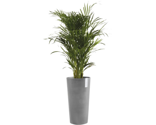 Palma Areka ve vysokém šedém květináči značky Ecopots.