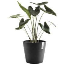 Pokojová rostlina Alocasia zebrina s pruhovanými stonky v černém květináči Ecopots.