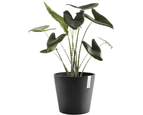 Pokojová rostlina Alocasia zebrina s pruhovanými stonky v černém květináči Ecopots.