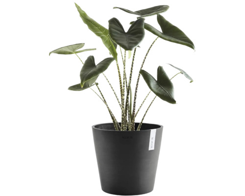 Pokojová rostlina Alocasia Zebrina s pruhovanými stonky v kulatém antracitovém květináči Ecopots.