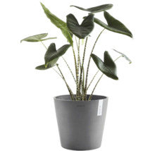 Pokojová rostlina Alocasia Zebrina s pruhovanými stonky a velkými listy v šedém květináči Ecopots.