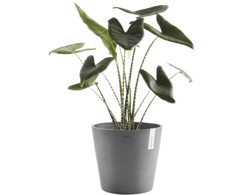 Pokojová rostlina Alocasia Zebrina s pruhovanými stonky a velkými listy v šedém květináči Ecopots.