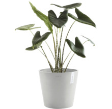 Pokojová rostlina Alocasia Zebrina s pruhovanými stonky v šedém květináči Ecopots.