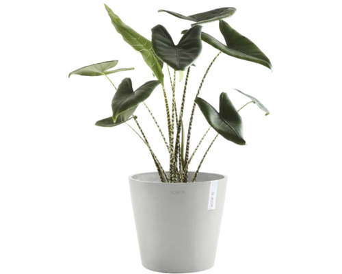 Pokojová rostlina Alocasia Zebrina s pruhovanými stonky v šedém květináči Ecopots.