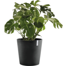Pokojová rostlina Monstera deliciosa v černém plastovém květináči s velkými, hluboce vykrajovanými zelenými listy.