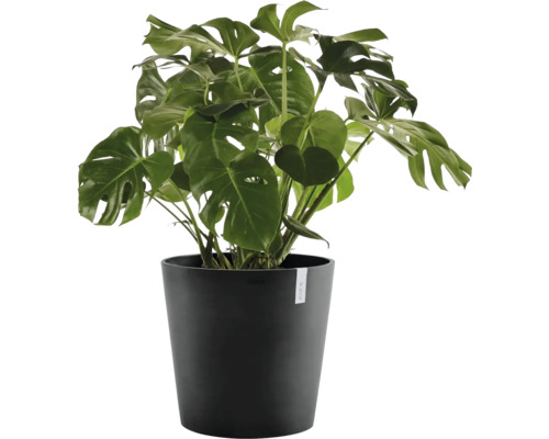 Pokojová rostlina Monstera deliciosa v černém plastovém květináči s velkými, hluboce vykrajovanými zelenými listy.