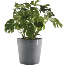 Monstera deliciosa v šedém květináči. Pokojová rostlina s velkými děrovanými listy.
