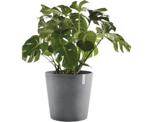 Monstera deliciosa v šedém květináči. Pokojová rostlina s velkými děrovanými listy.