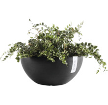 Miska na rostliny Ecopots se zelenou pokojovou kapradinou