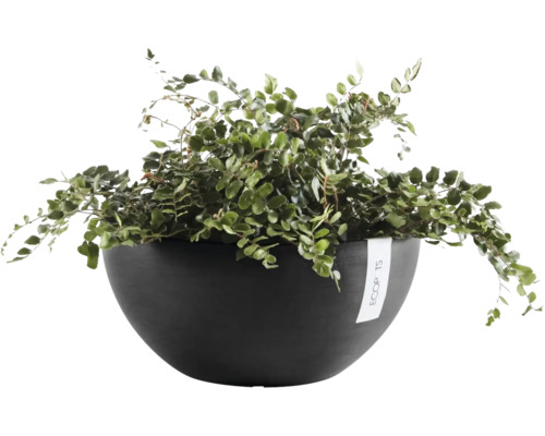 Miska na rostliny Ecopots se zelenou pokojovou kapradinou