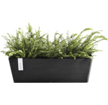 Obdélníkový černý truhlík Ecopots se zelenými kapradinami.