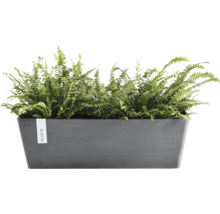 Antracitový obdélníkový truhlík Ecopots z recyklovaného plastu se zelenými kapradinami.
