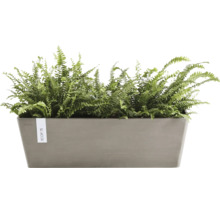 Obdélníkový truhlík ECOPOTS osázený zelenými kapradinami.