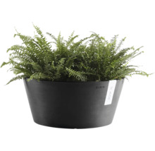 Antracitová miska na rostliny Ecopots z plastu se zelenou kapradinou.