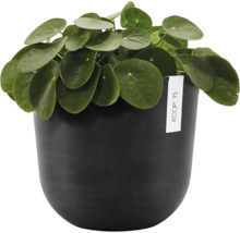 Pokojová rostlina Pilea peperomioides v kulatém tmavém květináči Ecopots s matným povrchem.
