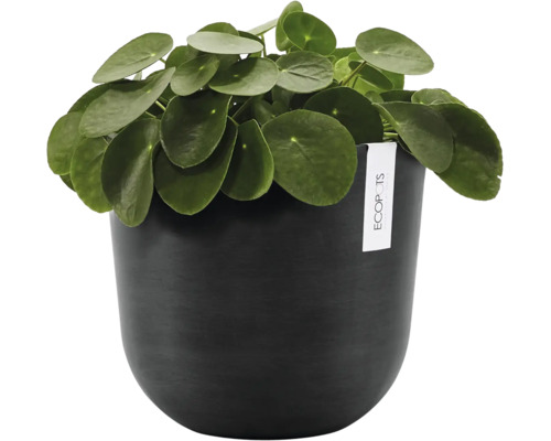 Pokojová rostlina Pilea peperomioides v kulatém tmavém květináči Ecopots s matným povrchem.