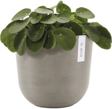 Pokojová rostlina Pilea peperomioides v kulatém květináči Ecopots.