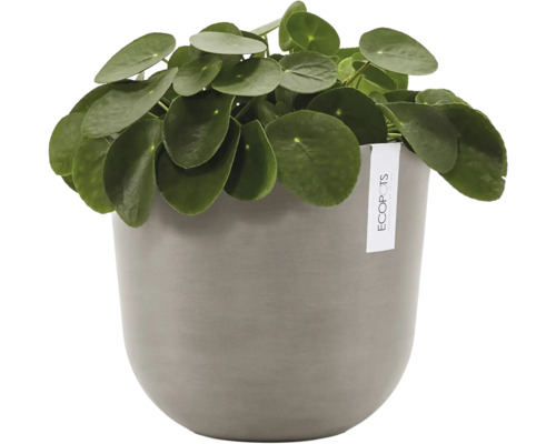 Pokojová rostlina Pilea peperomioides v kulatém květináči Ecopots.