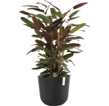 Pokojová rostlina Calathea setosa v černém květináči Ecopots s charakteristicky vzorovanými listy.