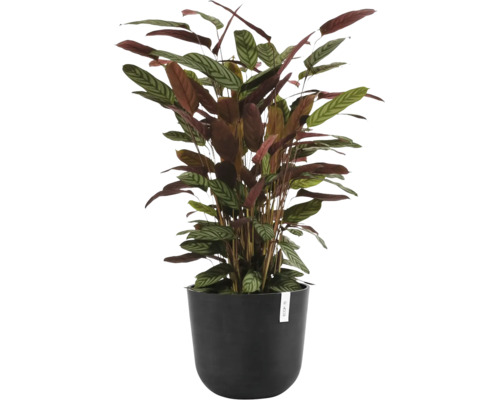 Pokojová rostlina Calathea setosa v černém květináči Ecopots s charakteristicky vzorovanými listy.